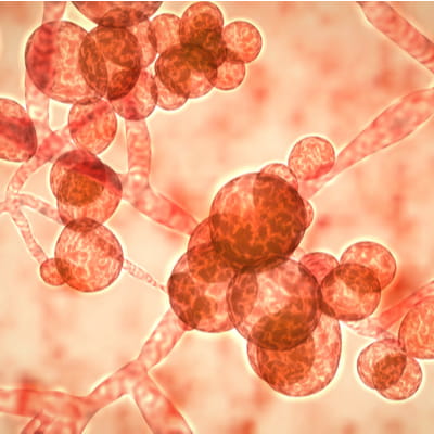 GOJO USA Blog What You Need To Know About Candida Auris In The   Candida Auris 